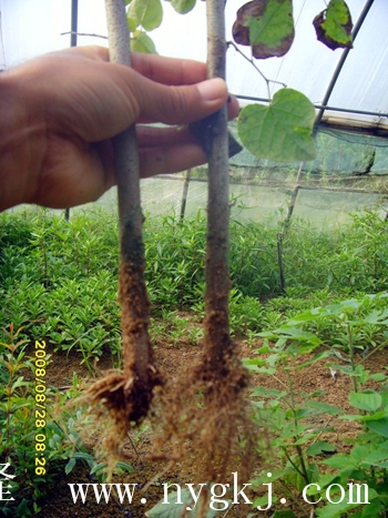 云南荣威植物克隆，粗枝直接育成大苗